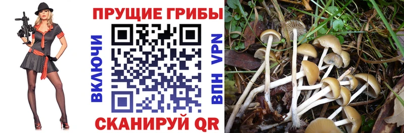 Галлюциногенные грибы Psilocybine cubensis Рыльск